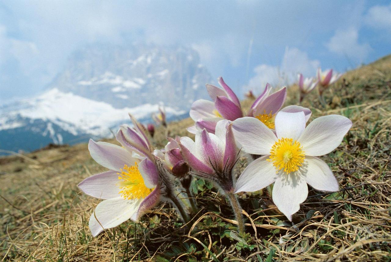 Hotel Vernel Santa Cristina Val Gardena Екстериор снимка